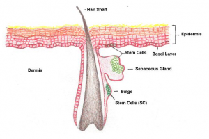 progenitor cells